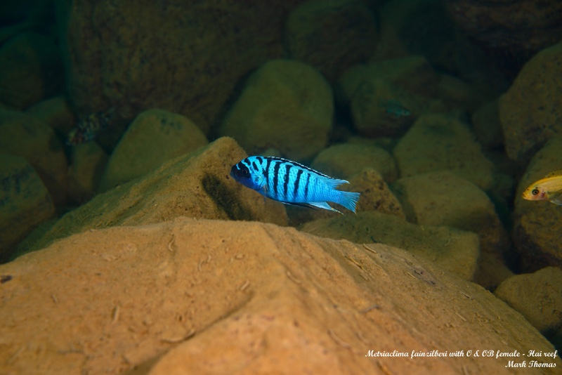Maylandia fainzilberi 'Hai Reef'
